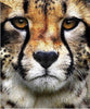 Ladda in bild i Galleri Viewer, Cheeta | Diamond Painting
