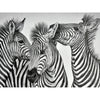 Zebra | Diamond Painting